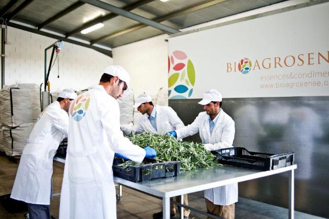 08 maniplulado aromaticas