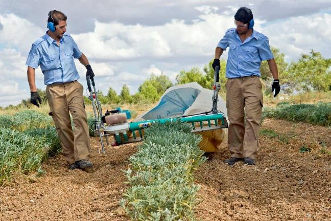 08 recoleccion aromaticas