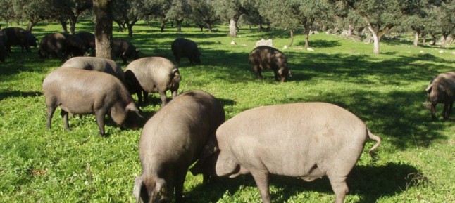 cerdo iberico