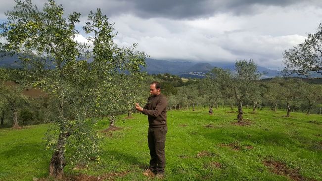 Miguel Ángel Carrasco recolectando aceitunas Manzanilla Cacereña
