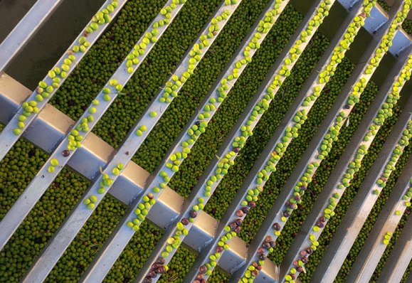 Recepción de la aceituna manzanilla cacereña en la almazara As Pontis, en Eljas, Cáceres