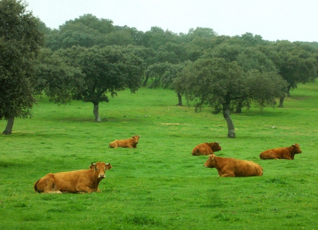 ganado dehesa