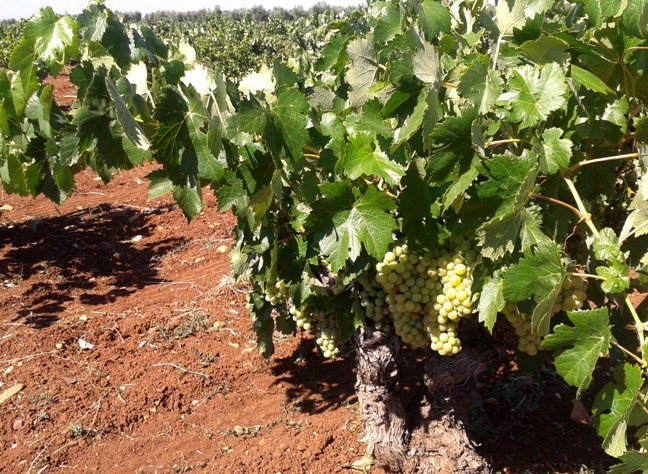 viñedo tierra de barros