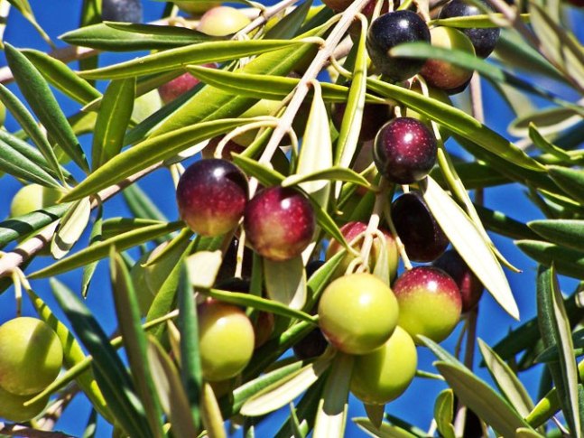 manzanilla_cacerena_soleae_2