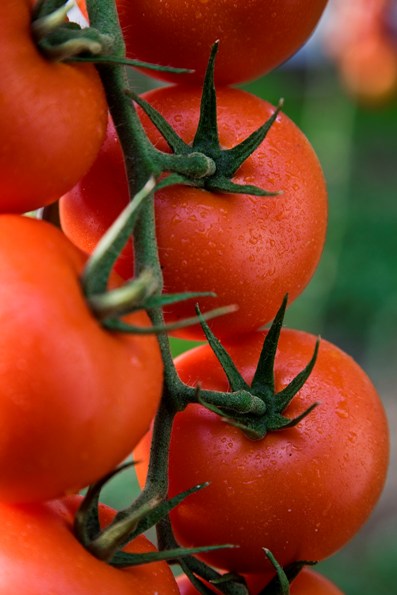 tomate-semillas-fito