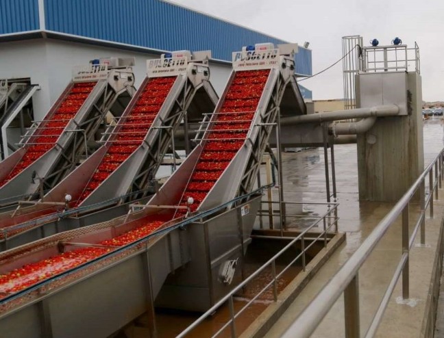 tomates-del-guadiana