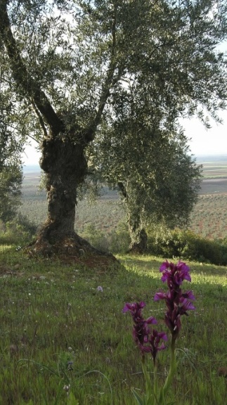 olivar-ecologico