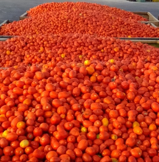 tomate2