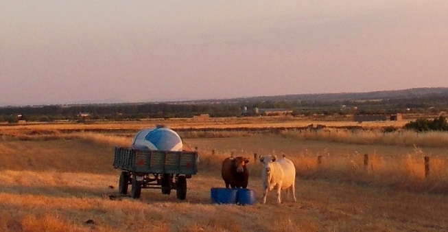 vacas