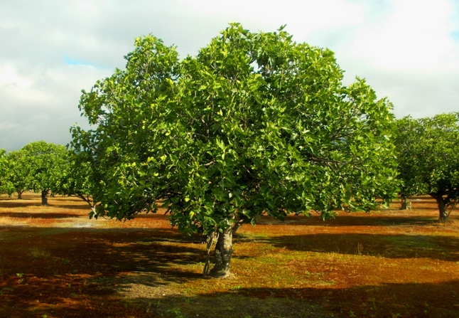 higueral en Almoharín