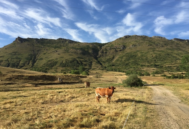 ganado cubillas de arbas