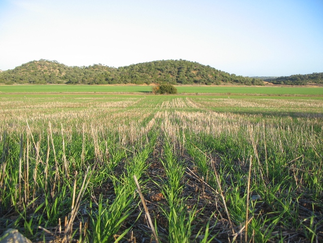 Agricultura de conservación en cereal