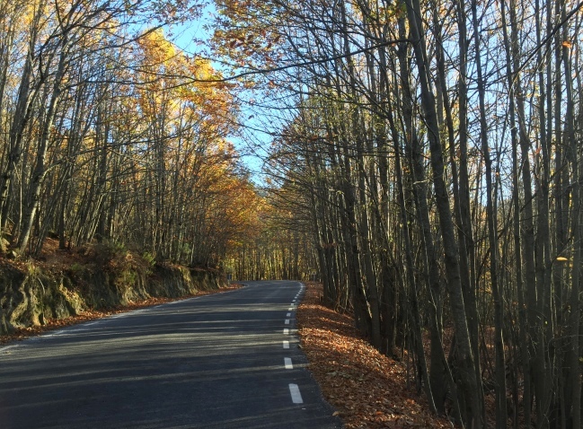 Carretera entre bosques en Sierra de Gata