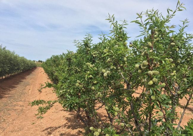 cultivo de almendro