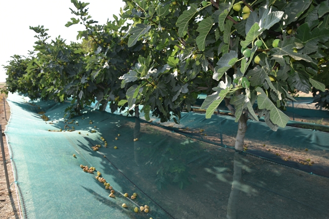 CALABACITA SECO (18)