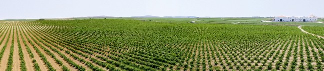 36 PANORAMICA VIÑEDO