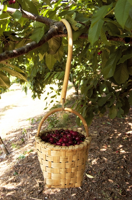 12 cereza