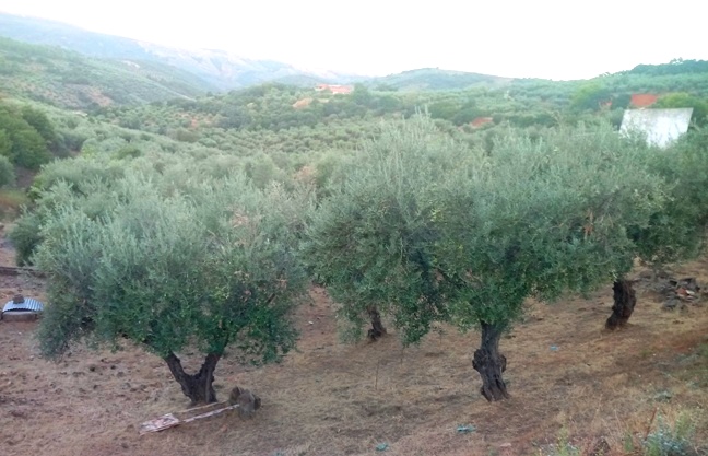 54 castañar de ibor