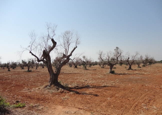 34 olivar en lecce infectado fase 3