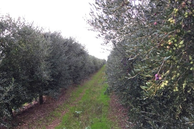 olivar intensivo