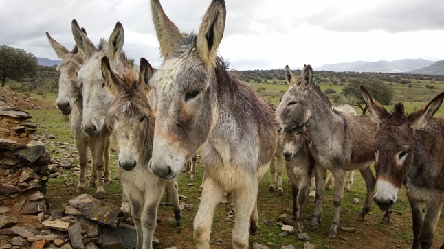 68-69 Raza Equina Asnal Andaluza -Ganadería Familia Cabello Bravo- (12)