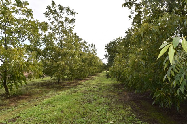 ENSAYO PECANO PANORAMICO (1)