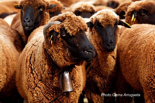 Raza Ovina Merina Negra -Familia Cabello Bravo- La Siberia Extremeña (14)