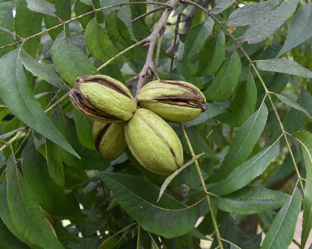 VAINAS 2 MOHAWK (10)