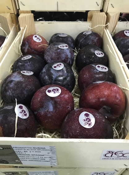 72 explum 1CIRUELA BLACK SPLENDOR CIEX