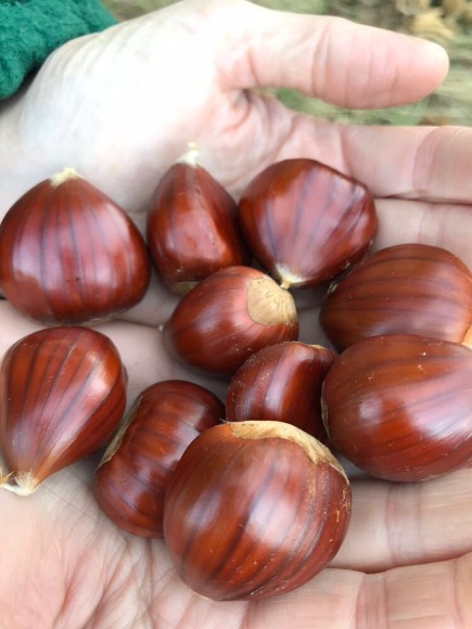 22 castañas mas