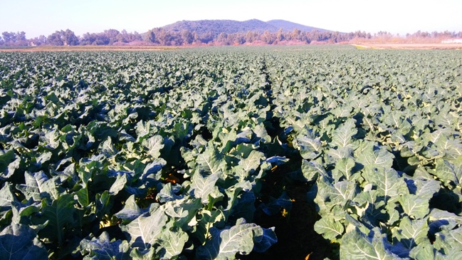 6 cultivo de brocoli