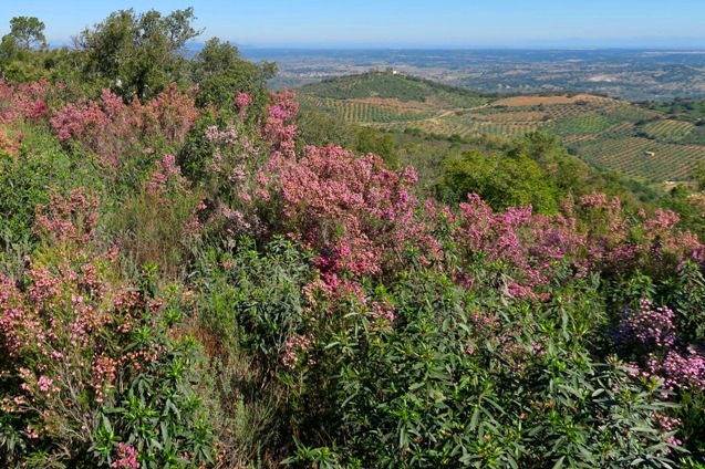 La ermita de Arroyomolinos