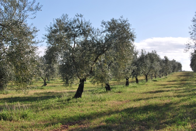 36 almazara maimona3