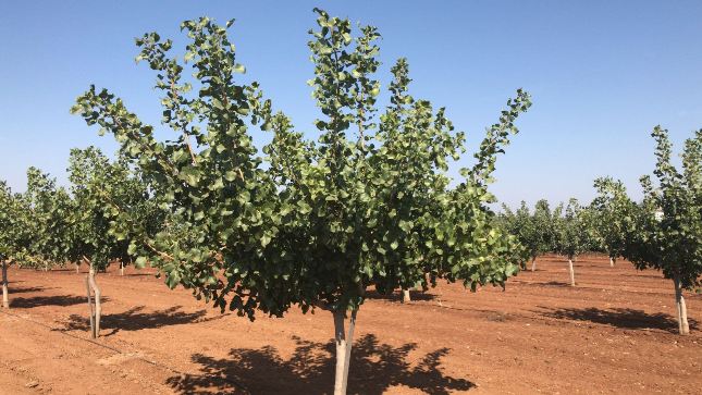 14 VILAFRANCA DE LOS BARROS KERMAN 8 AÑOS