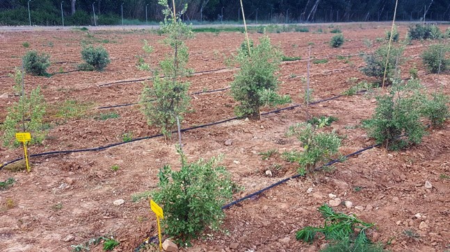 30-31 Plantacion experimental de encinas en El Serranillo