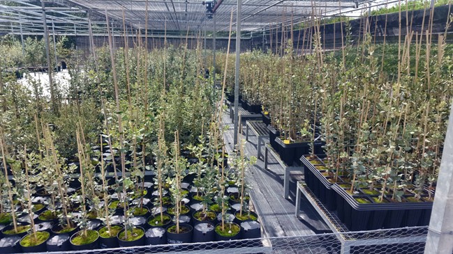 30-31 Zona de produccion y evaluacion de injertos