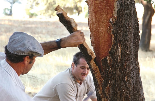89 asecor saca de la corcha