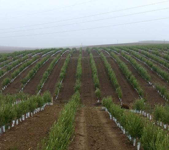 CBH Finca Amargacena, Campo de ensayo CBH, olivar superintensivo