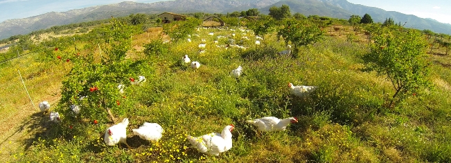 28 graneja pollos