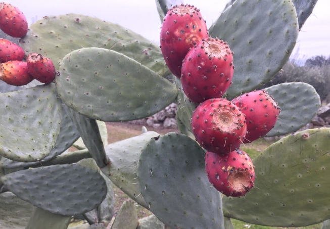 42 CHUMBERAS extremdura