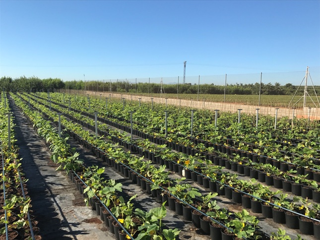 HERNADOREA TRANSPLANTE HIGEIRAS