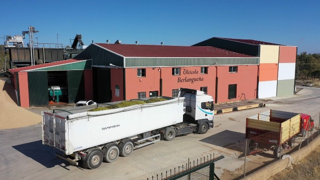 44 oleicola berlangueña